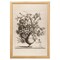 12" x 16" Vintage Vase in Sepia Framed Wall Art, Contemporary Floral Home Décor, Glass Facing and Hanging Hardware Included